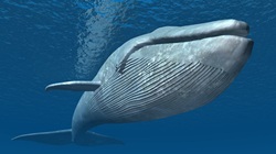 IMG News